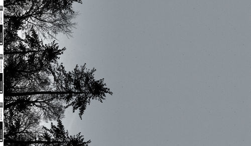 Wald, Bäume, Sweat unangerauht ( French Terry ) Panel, Wald, grau, schwarz